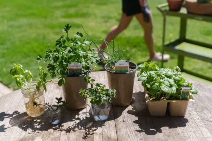 Group of seedlings from the nursery