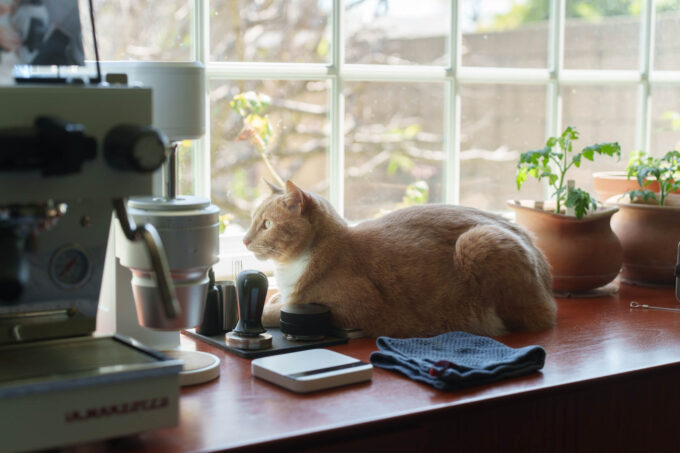 Cat sitting by a large window