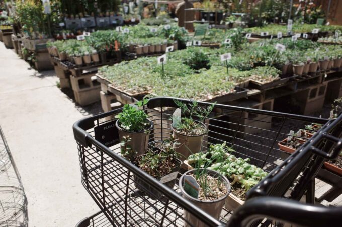 Seedlings in a cart at a nursery