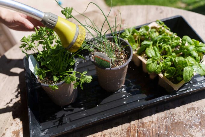 Watering seedlings