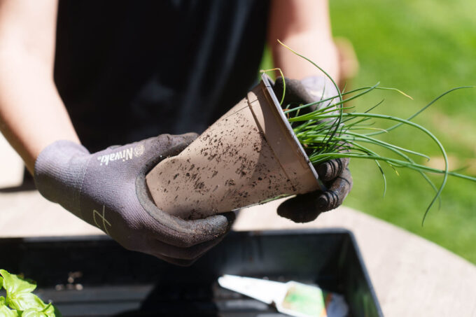 Removing herb from container