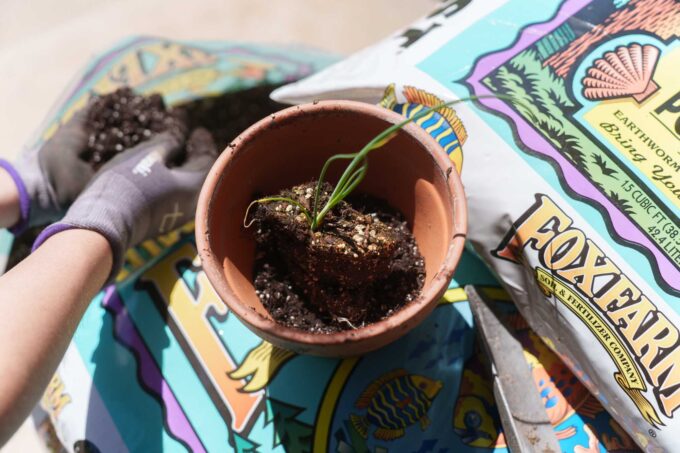 Transferring seedling to pot