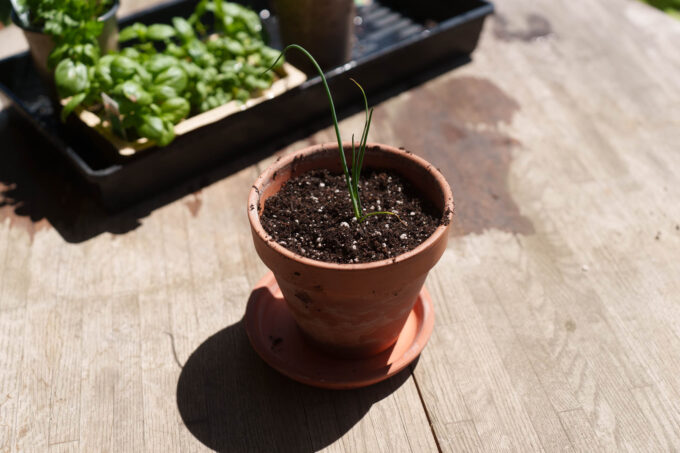 Repotted seedling