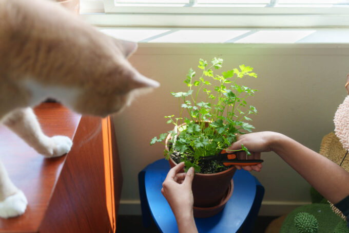 Pruning cilantro indoors