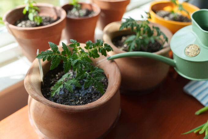 Watering plant indoors