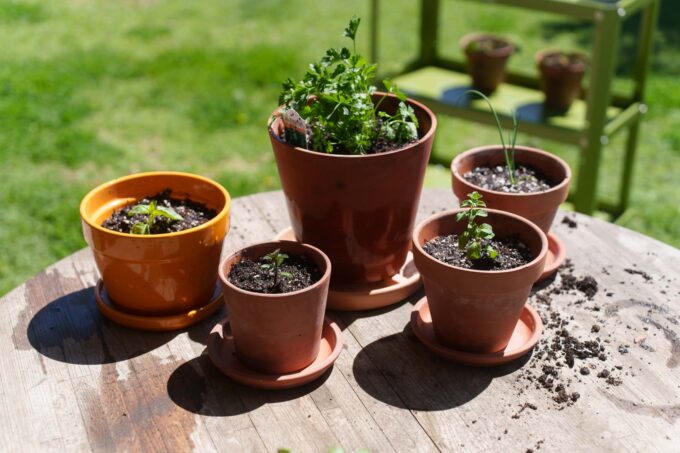 Five repotted seedlings