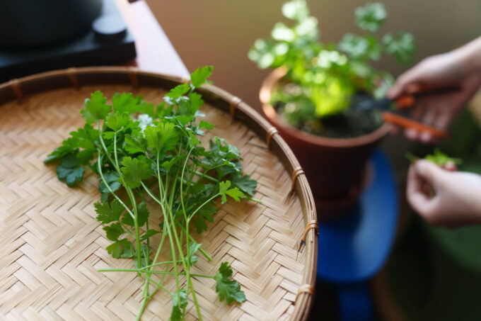 Basket of harvested cilantro