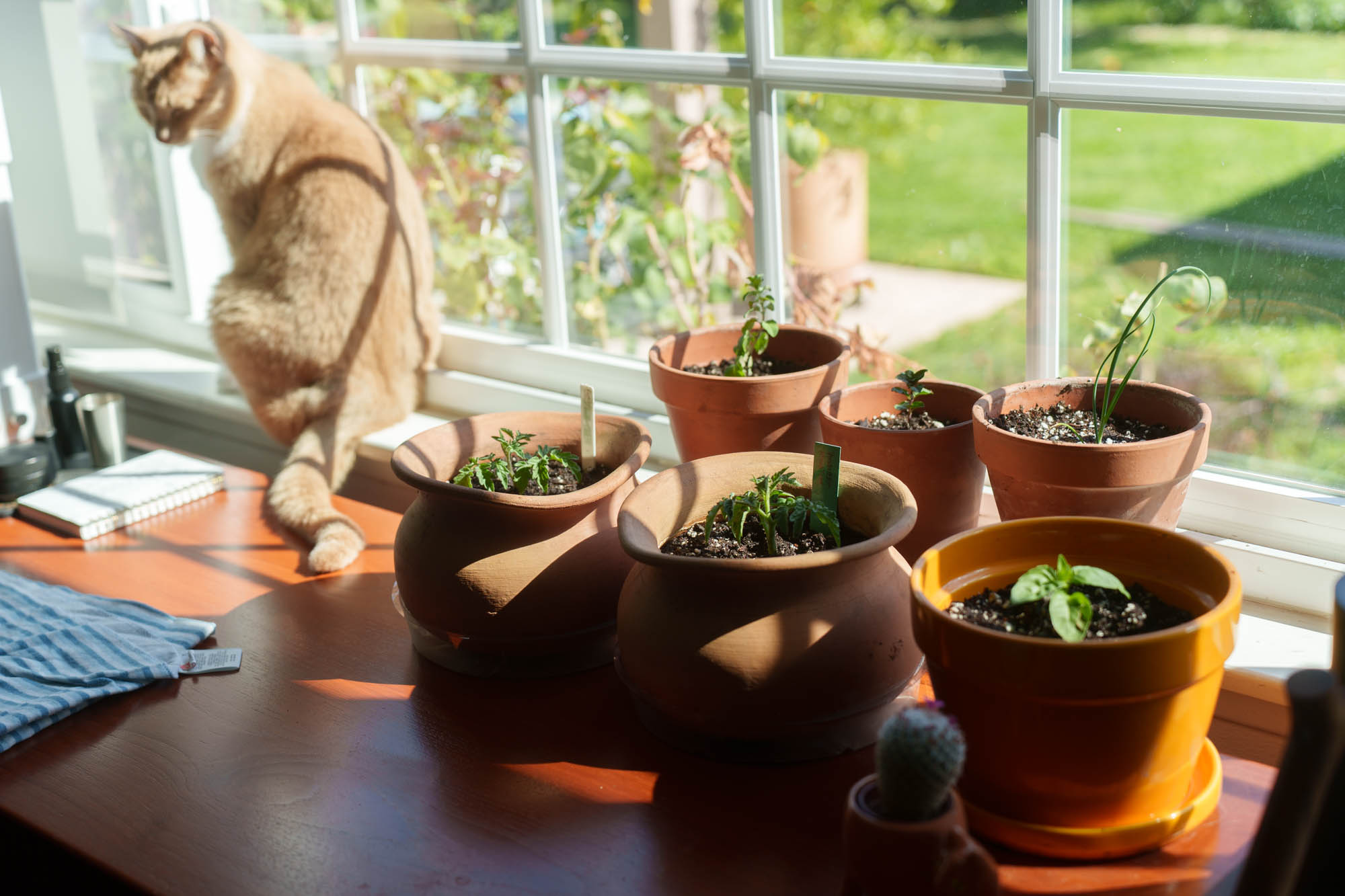 The Ultimate Guide to Growing Herbs Indoors
